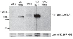 HIF-1 alpha Antibody (H1alpha67), Novus Biologicals 0.1mL; Unlabeled:Antibodies,