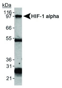 HIF-1 alpha Antibody (H1alpha67), Novus Biologicals:Antibodies:Primary