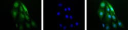HIF-1 alpha Antibody - BSA Free, Novus Biologicals 0.1mL; Unlabeled:Antibodies,