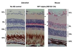 HIF-1 alpha Antibody - BSA Free, Novus Biologicals 0.1mL; Unlabeled:Antibodies,