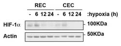 HIF-1 alpha Antibody - BSA Free, Novus Biologicals 0.1mL; Unlabeled:Antibodies,