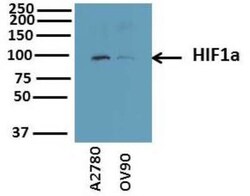 HIF-1 alpha Antibody - BSA Free, Novus Biologicals 0.1mL; Unlabeled:Antibodies,
