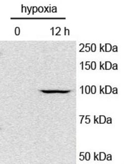 HIF-1 alpha Antibody - BSA Free, Novus Biologicals 0.1mL; Unlabeled:Antibodies,