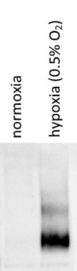 HIF-1 alpha Antibody - BSA Free, Novus Biologicals 0.1mL; Unlabeled:Antibodies,