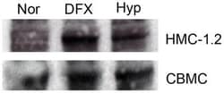 HIF-1 alpha Antibody - BSA Free, Novus Biologicals 0.1mL; Unlabeled:Antibodies,