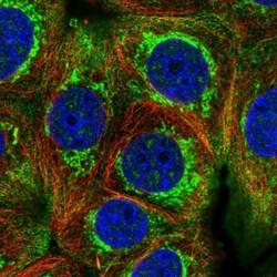 HIGD2A Antibody, Novus Biologicals 0.1mL; Unlabeled:Antibodies, Polyclonal
