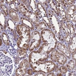 HIGD2A Antibody, Novus Biologicals 0.1mL; Unlabeled:Antibodies, Polyclonal