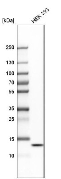 HIGD2A Antibody, Novus Biologicals 0.1mL; Unlabeled:Antibodies, Polyclonal