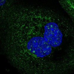 HINT3 Antibody, Novus Biologicals 25 &mu;L; Unlabeled:Antibodies, Polyclonal