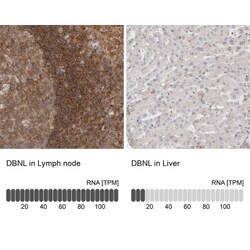 HIP-55 Antibody, Novus Biologicals 0.1mL; Unlabeled:Antibodies, Polyclonal