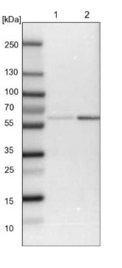 HIP-55 Antibody, Novus Biologicals 0.1mL; Unlabeled:Antibodies, Polyclonal