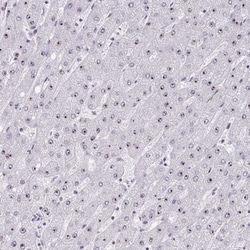 HIRA Antibody, Novus Biologicals 25 &mu;L, Unlabeled:Antibodies, Polyclonal