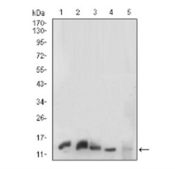 HIST2H3A Antibody (6D3B9) - BSA Free, Novus Biologicals 0.1mg; Unlabeled:Antibodies,