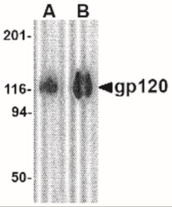HIV-1 gp120 Antibody - BSA Free, Novus Biologicals 0.025 mg, Unconjugated:Antibodies,