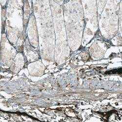 HJURP Antibody, Novus Biologicals 0.1mL; Unlabeled:Antibodies, Polyclonal