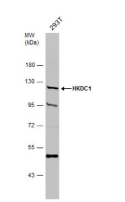 HKDC1 Antibody, Novus Biologicals 0.1mL:Antibodies, Polyclonal