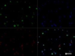 HLA DMA Antibody (5C9NB) - BSA Free, Novus Biologicals:Antibodies:Primary