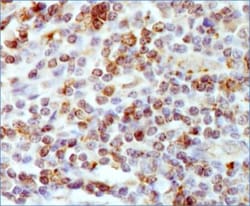 HLA DMA Antibody (5C9NB) - BSA Free, Novus Biologicals:Antibodies:Primary