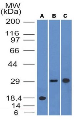 HLA DMA Antibody (5C9NB) - BSA Free, Novus Biologicals:Antibodies:Primary