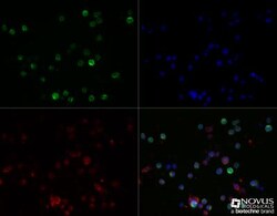 HLA DMA Antibody (6B12NB) - Azide Free, Novus Biologicals 0.1mg; Azide