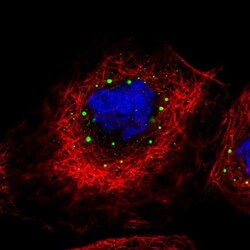 HLA DPA Antibody, Novus Biologicals 0.1mL; Unlabeled:Antibodies, Polyclonal
