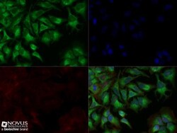 HLA G Antibody (87G) - BSA Free, Novus Biologicals:Antibodies:Primary Antibodies