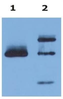 HLA G Antibody (MEM-G/9) - BSA Free, Novus Biologicals 0.1mg; Unlabeled:Antibodies,