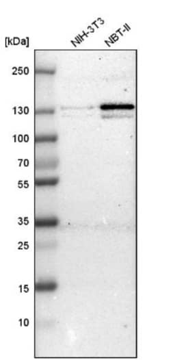 HLTF Antibody, Novus Biologicals 0.1mL; Unlabeled:Antibodies, Polyclonal