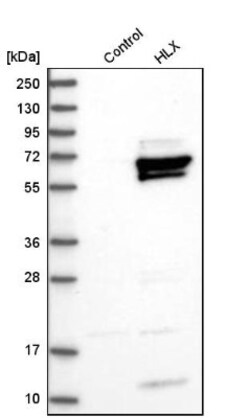 HLX1 Antibody, Novus Biologicals:Antibodies:Primary Antibodies