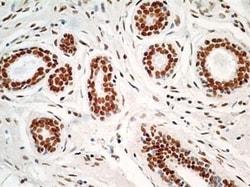 HMGB1/HMG-1 Antibody (19N10B7) - Azide and BSA Free, Novus Biologicals