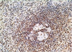 HMGB1/HMG-1 Antibody (19N10B7) - BSA Free, Novus Biologicals 0.025mg; Unlabeled:Antibodies,