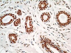 HMGB1/HMG-1 Antibody (19N10B7) - BSA Free, Novus Biologicals 0.025mg; Unlabeled:Antibodies,
