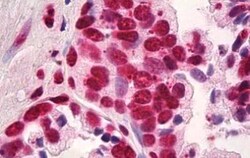 HMGB1/HMG-1 Antibody (19N10B7) - BSA Free, Novus Biologicals 0.025mg; Unlabeled:Antibodies,