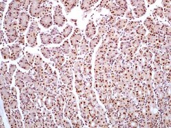 HMGB1/HMG-1 Antibody (19N10B7) - BSA Free, Novus Biologicals 0.025mg; Unlabeled:Antibodies,