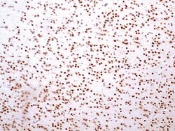 HMGB1/HMG-1 Antibody (19N10B7) - BSA Free, Novus Biologicals 0.025mg; Unlabeled:Antibodies,
