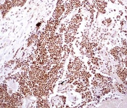 HMGB1/HMG-1 Antibody (19N10B7) - BSA Free, Novus Biologicals 0.025mg; Unlabeled:Antibodies,