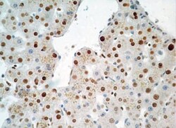 HMGB1/HMG-1 Antibody (19N10B7) - BSA Free, Novus Biologicals 0.025mg; Unlabeled:Antibodies,