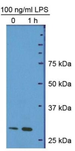 HMGB1/HMG-1 Antibody (19N10B7) - BSA Free, Novus Biologicals 0.025mg; Unlabeled:Antibodies,