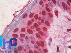 HMGB1/HMG-1 Antibody (19N15F4), Novus Biologicals 0.1mg; Unlabeled:Antibodies,