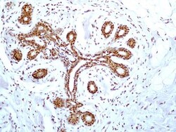 HMGB1/HMG-1 Antibody (19N15F4), Novus Biologicals 0.1mg; Unlabeled:Antibodies,