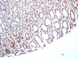HMGB1/HMG-1 Antibody (19N15F4), Novus Biologicals 0.1mg; Unlabeled:Antibodies,