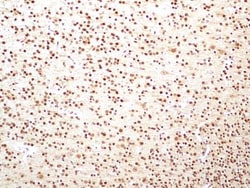 HMGB1/HMG-1 Antibody (19N15F4), Novus Biologicals 0.1mg; Unlabeled:Antibodies,
