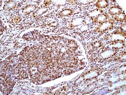 HMGB1/HMG-1 Antibody (19N15F4), Novus Biologicals 0.1mg; Unlabeled:Antibodies,