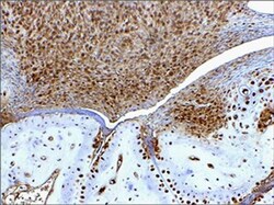 HMGB1/HMG-1 Antibody (19N15F4), Novus Biologicals 0.1mg; Unlabeled:Antibodies,