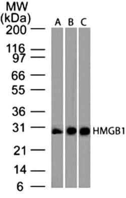 HMGB1/HMG-1 Antibody (19N15F4), Novus Biologicals 0.1mg; Unlabeled:Antibodies,