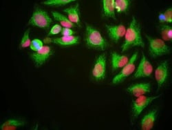 HMGB1/HMG-1 Antibody (1F3), Novus Biologicals:Antibodies:Primary Antibodies