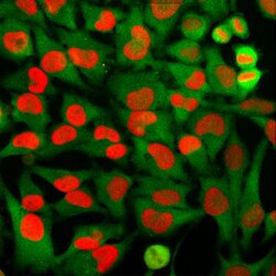 HMGB1/HMG-1 Antibody (1F3), Novus Biologicals:Antibodies:Primary Antibodies