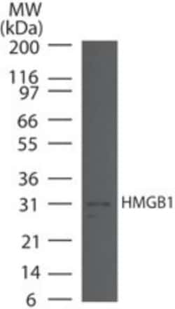 HMGB1/HMG-1 Antibody, Novus Biologicals:Antibodies:Primary Antibodies