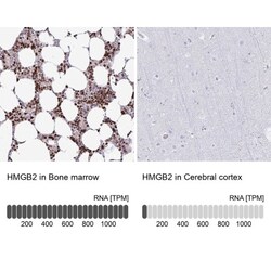 HMGB2 Antibody, Novus Biologicals 0.1mL; Unlabeled:Antibodies, Polyclonal