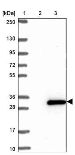 HMGB4 Antibody, Novus Biologicals:Antibodies:Primary Antibodies